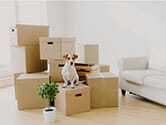 A dog sits with its owners belongings in an apartment