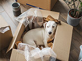 A dog lays down in a carboard box with bubble and paper wrapping cushioning it surrounded by other moving boxes, packing supplies, and a plant