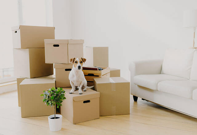 A dog sits with its owners belongings in an apartment